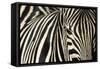 Burchell's Zebra-null-Framed Stretched Canvas