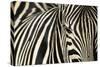 Burchell's Zebra-null-Stretched Canvas