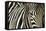 Burchell's Zebra-null-Framed Stretched Canvas