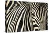 Burchell's Zebra-null-Stretched Canvas