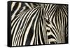 Burchell's Zebra-null-Framed Stretched Canvas