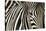 Burchell's Zebra-null-Stretched Canvas