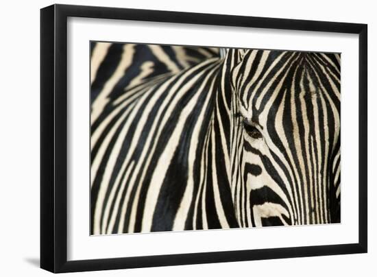 Burchell's Zebra-null-Framed Premium Photographic Print