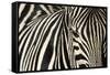 Burchell's Zebra-null-Framed Stretched Canvas