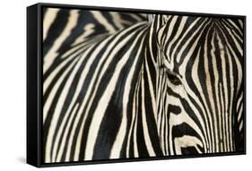 Burchell's Zebra-null-Framed Stretched Canvas