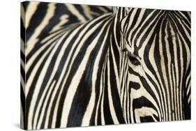 Burchell's Zebra-null-Stretched Canvas