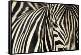 Burchell's Zebra-null-Framed Stretched Canvas