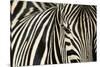 Burchell's Zebra-null-Stretched Canvas