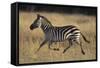 Burchell's Zebra-DLILLC-Framed Stretched Canvas