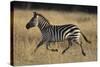 Burchell's Zebra-DLILLC-Stretched Canvas