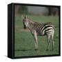 Burchell's Zebra-DLILLC-Framed Stretched Canvas