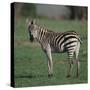 Burchell's Zebra-DLILLC-Stretched Canvas