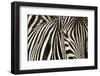 Burchell's Zebra-null-Framed Premium Photographic Print