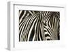 Burchell's Zebra-null-Framed Premium Photographic Print