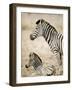 Burchell's Zebra-null-Framed Photographic Print