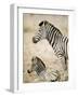 Burchell's Zebra-null-Framed Photographic Print