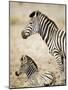 Burchell's Zebra-null-Mounted Photographic Print