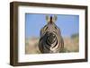 Burchell's Zebra-Paul Souders-Framed Photographic Print