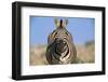 Burchell's Zebra-Paul Souders-Framed Photographic Print