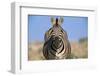 Burchell's Zebra-Paul Souders-Framed Photographic Print