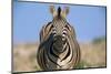 Burchell's Zebra-Paul Souders-Mounted Photographic Print