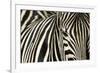 Burchell's Zebra-null-Framed Photographic Print