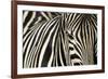 Burchell's Zebra-null-Framed Photographic Print