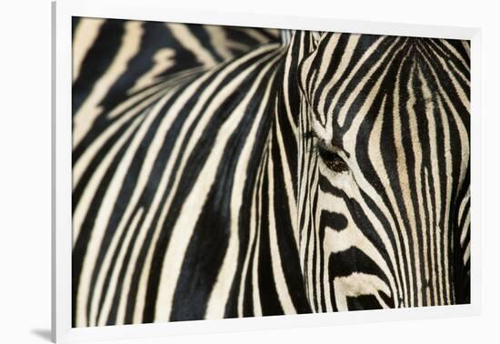 Burchell's Zebra-null-Framed Photographic Print