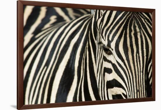 Burchell's Zebra-null-Framed Photographic Print