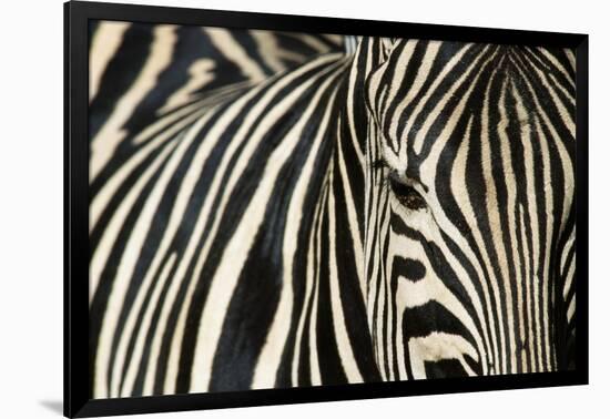 Burchell's Zebra-null-Framed Photographic Print