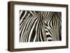 Burchell's Zebra-null-Framed Photographic Print