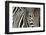 Burchell's Zebra-null-Framed Photographic Print