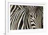 Burchell's Zebra-null-Framed Photographic Print