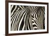 Burchell's Zebra-null-Framed Photographic Print