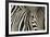 Burchell's Zebra-null-Framed Photographic Print