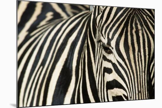 Burchell's Zebra-null-Mounted Photographic Print