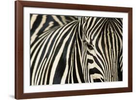 Burchell's Zebra-null-Framed Photographic Print