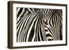 Burchell's Zebra-null-Framed Photographic Print