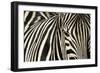 Burchell's Zebra-null-Framed Photographic Print