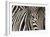 Burchell's Zebra-null-Framed Photographic Print