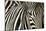 Burchell's Zebra-null-Mounted Photographic Print