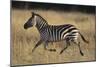 Burchell's Zebra-DLILLC-Mounted Photographic Print