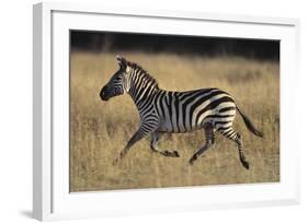 Burchell's Zebra-DLILLC-Framed Photographic Print