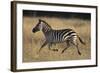 Burchell's Zebra-DLILLC-Framed Photographic Print