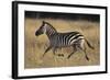 Burchell's Zebra-DLILLC-Framed Photographic Print
