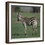 Burchell's Zebra-DLILLC-Framed Photographic Print