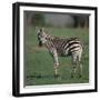 Burchell's Zebra-DLILLC-Framed Photographic Print