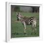 Burchell's Zebra-DLILLC-Framed Photographic Print