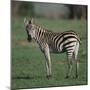 Burchell's Zebra-DLILLC-Mounted Photographic Print