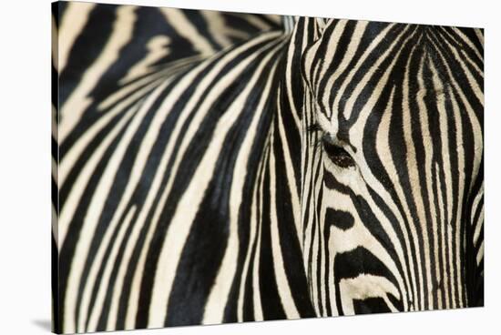 Burchell's Zebra-null-Stretched Canvas